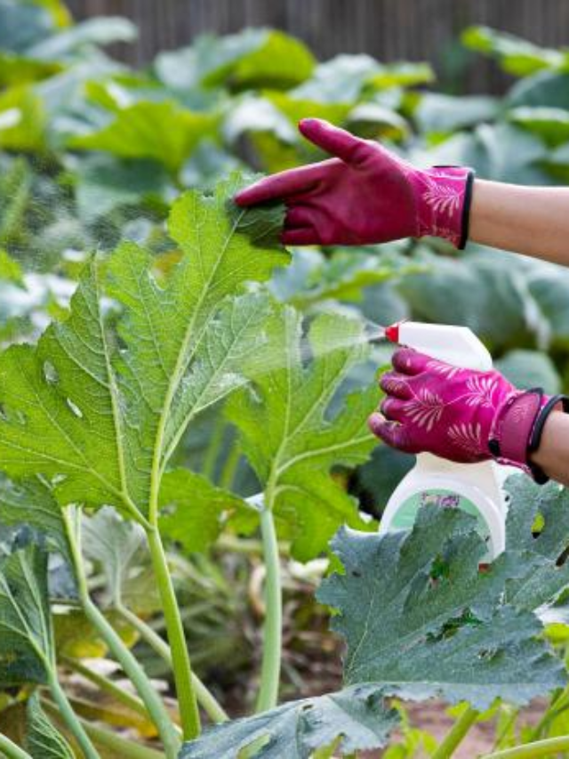 How to keep bugs out of vegetable garden naturally