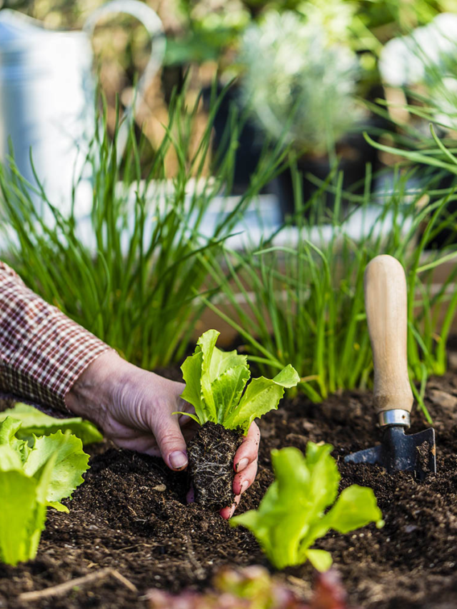 How do I prepare to plant a vegetable garden?