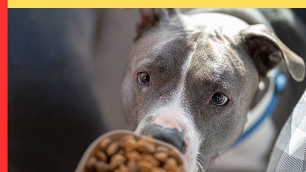 Choosing the Best Dog Food for Pitbulls: A Comprehensive Guide